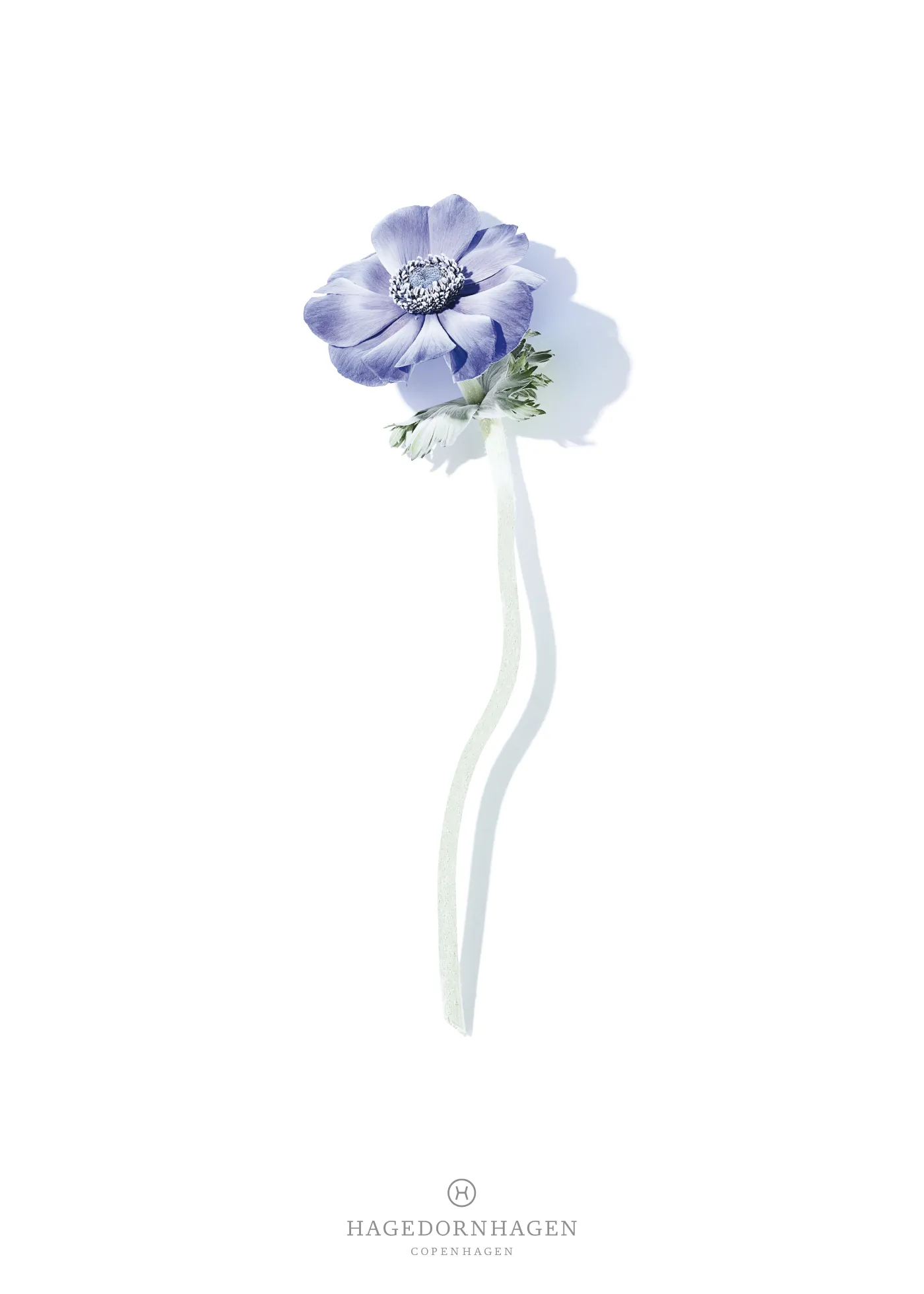 Hagedornhagen Volatile – blå anemone