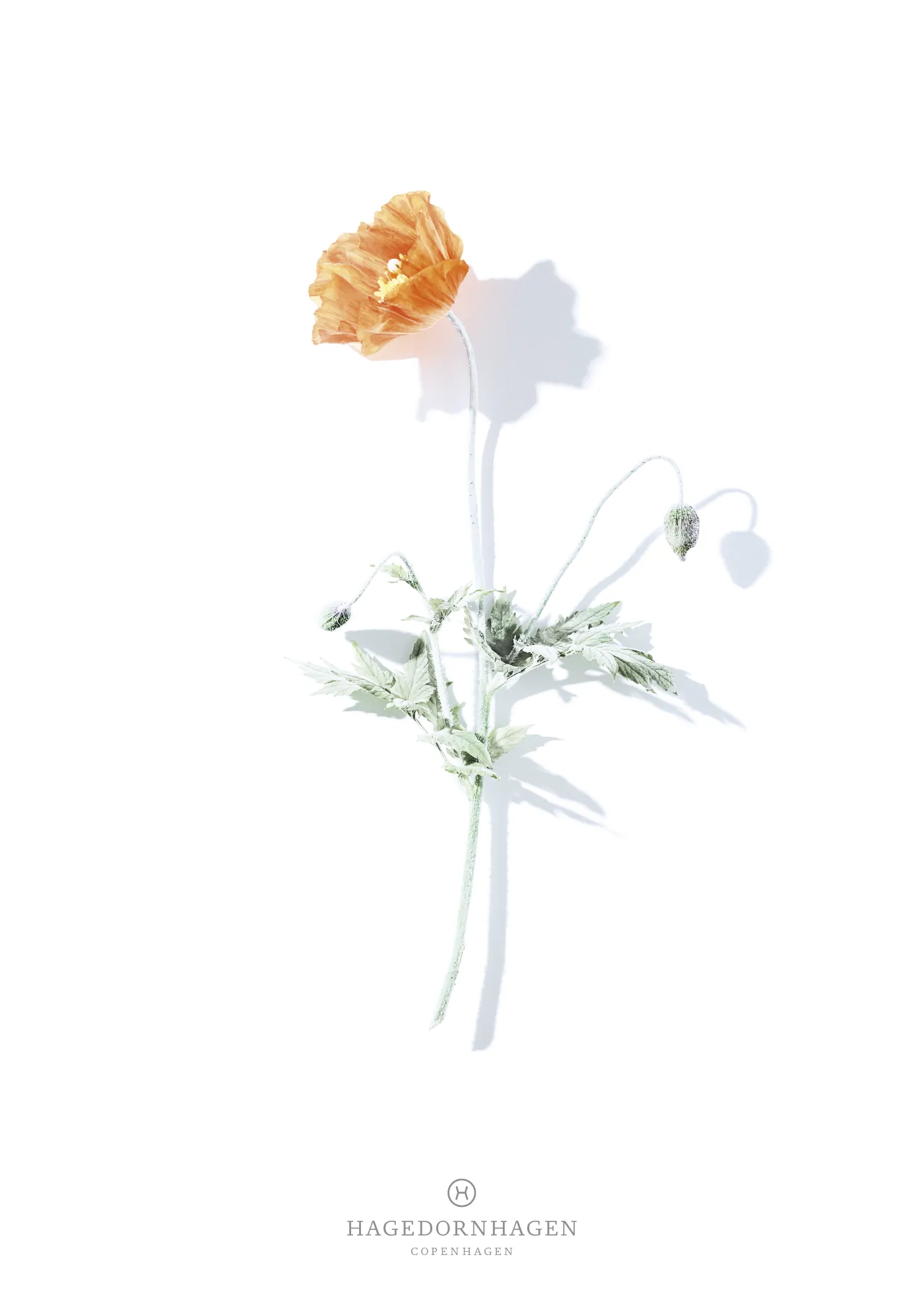 Hagedornhagen Volatile – orange valmue